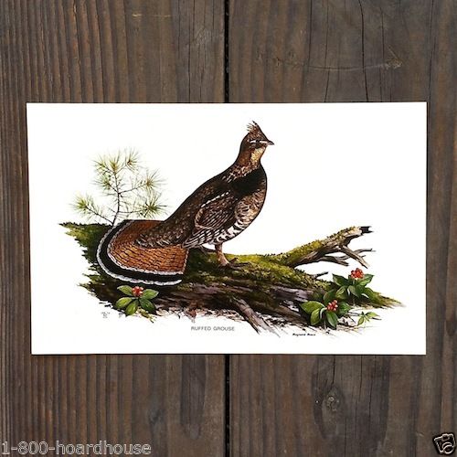 BIRDS ART LITHOGRAPH Prints 1920s