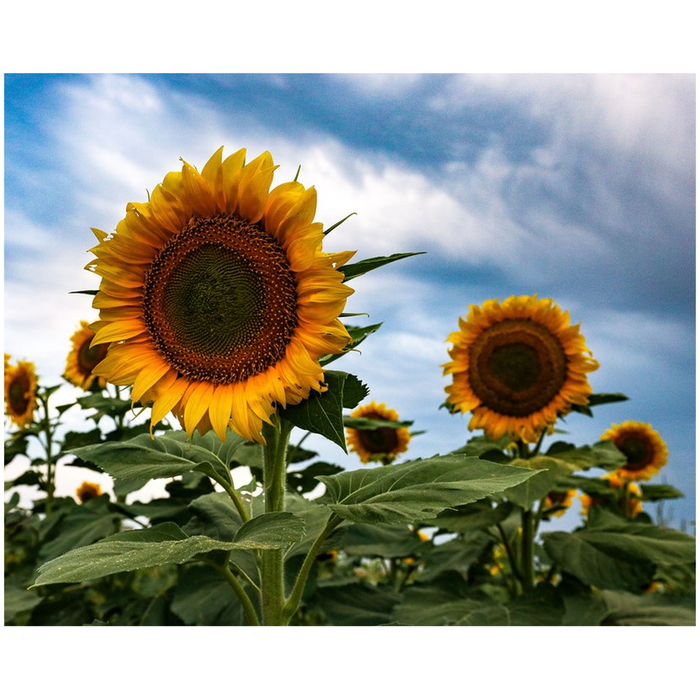 Kansas Sunflowers Two Art Print