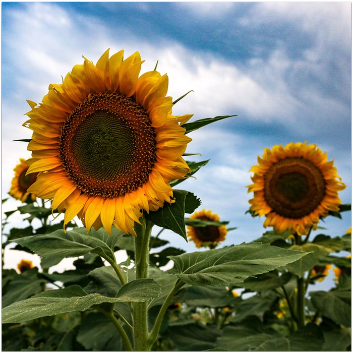 Kansas Sunflowers Two Art Print