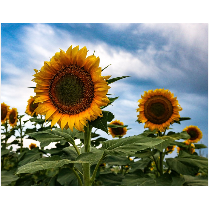 Kansas Sunflowers Two Art Print