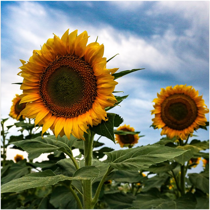 Kansas Sunflowers Two Art Print