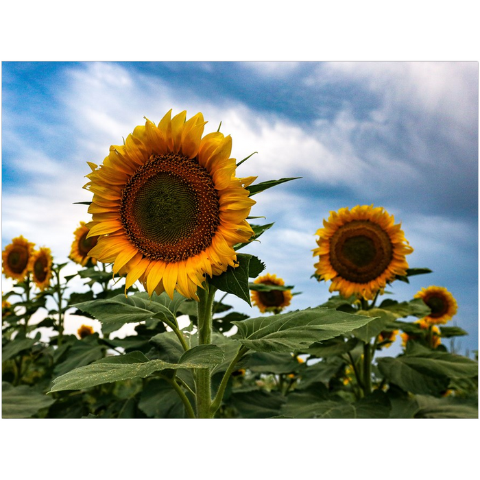 Kansas Sunflowers Two Art Print