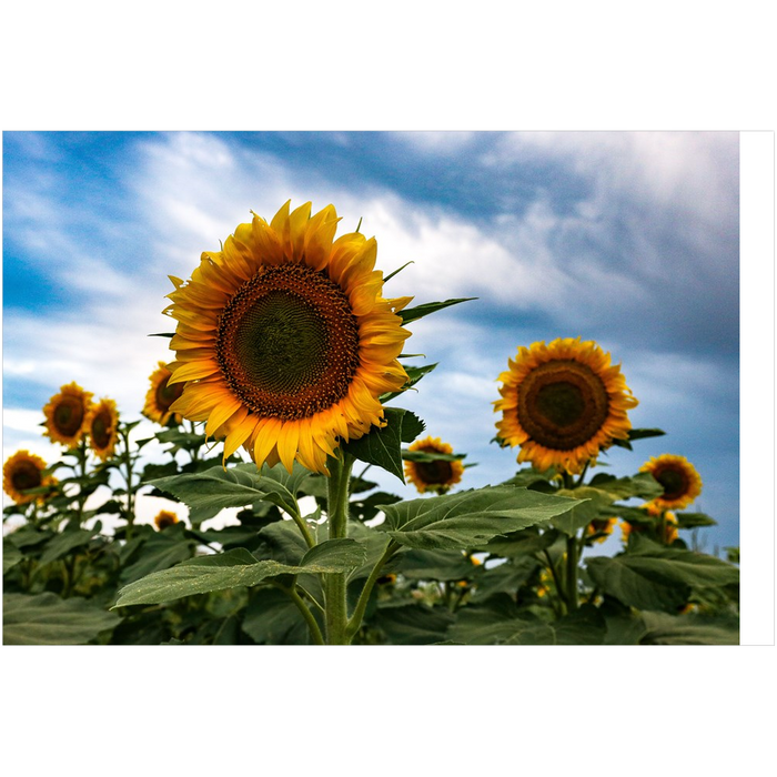 Kansas Sunflowers Two Art Print