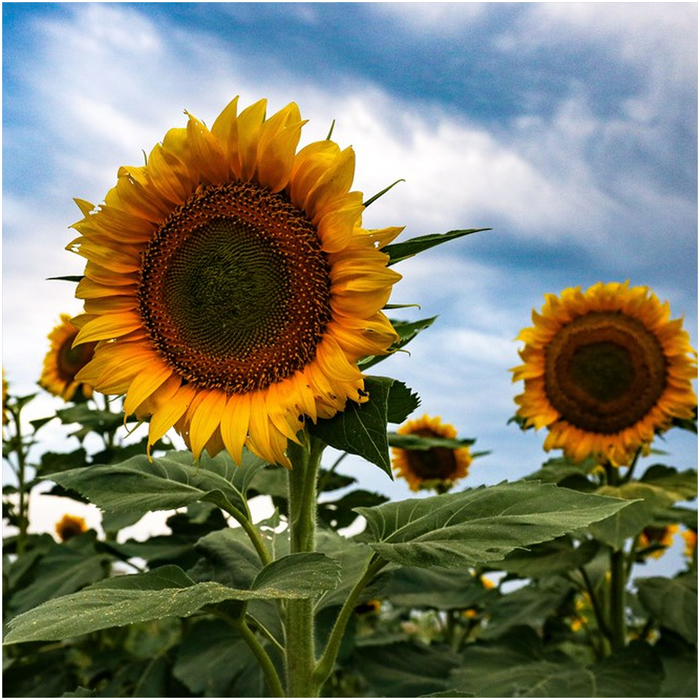 Kansas Sunflowers Two Art Print