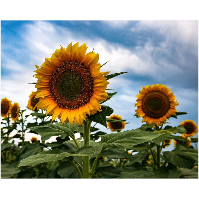 Kansas Sunflowers Two Art Print